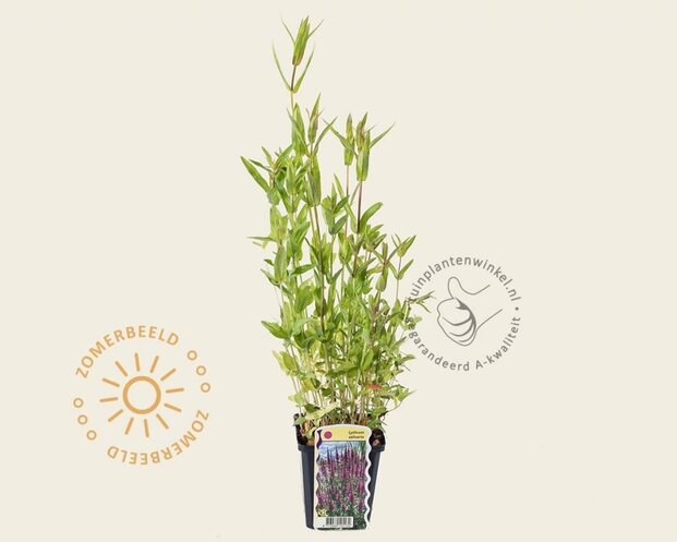 Lythrum salicaria