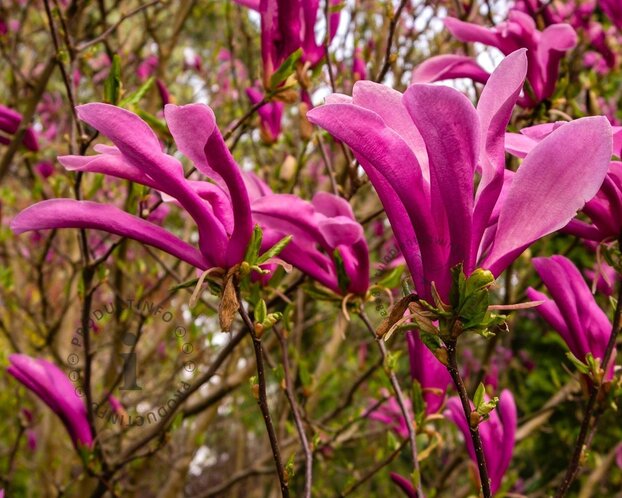 Magnolia 'Susan'