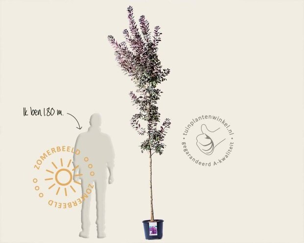 Cotinus coggygria 'Royal Purple'