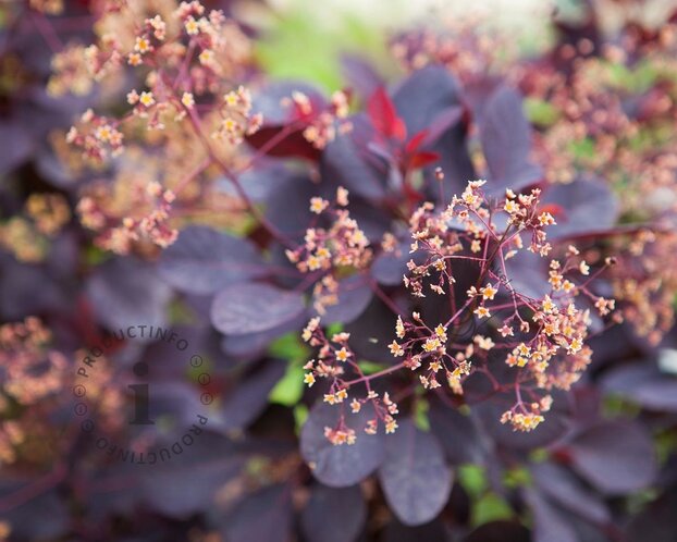 Cotinus coggygria 'Royal Purple'