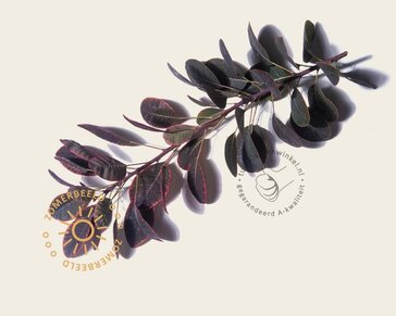 Cotinus coggygria 'Royal Purple'