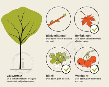 Cotinus coggygria 'Royal Purple'