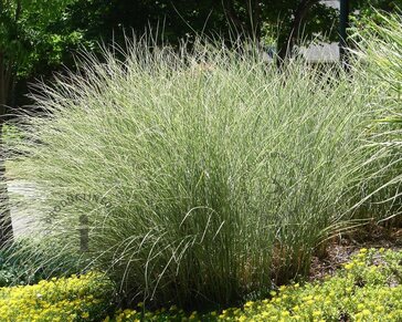 Miscanthus sinensis 'Morning Light'