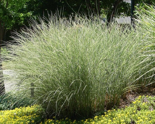 Miscanthus sinensis 'Morning Light'