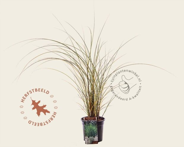 Miscanthus sinensis 'Morning Light'