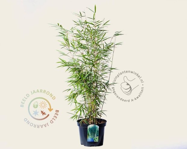 Fargesia robusta 'Campbell'