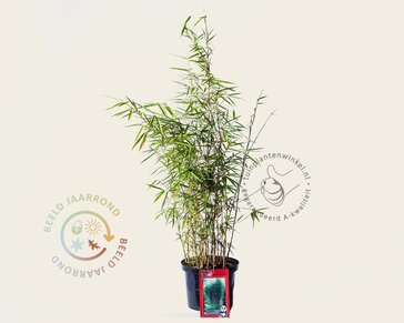 Fargesia robusta 'Campbell'