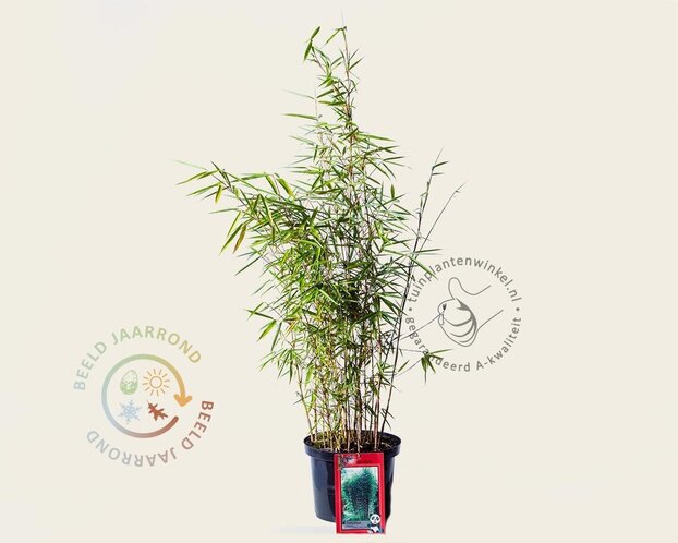 Fargesia robusta 'Campbell'