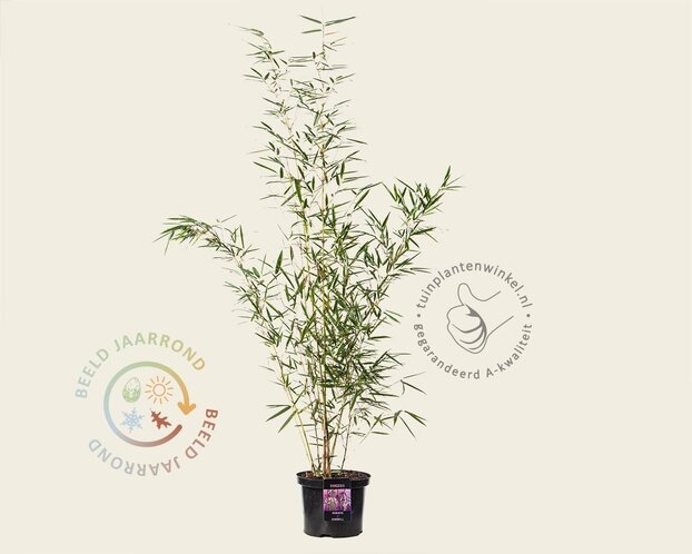 Fargesia robusta 'Campbell'