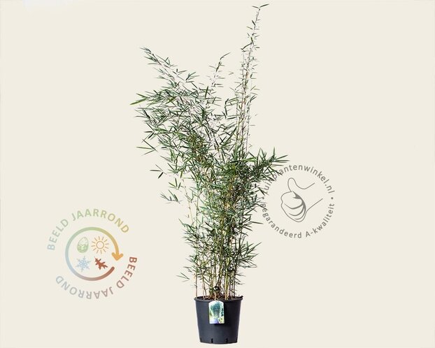 Fargesia robusta 'Campbell'