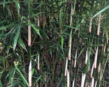 Fargesia robusta 'Campbell'