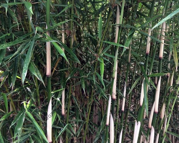 Fargesia robusta 'Campbell'