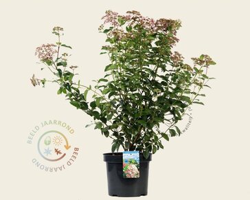 Viburnum tinus 'Lisa Rose'
