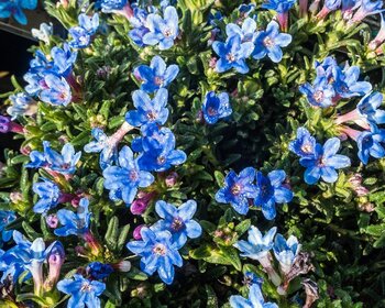 Lithodora diffusa 'Heavenly Blue'