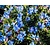 Lithodora diffusa 'Heavenly Blue'