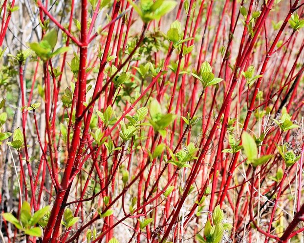 Cornus alba 'Sibirica'