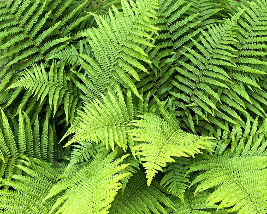 Dryopteris filix-mas