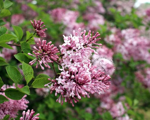 Syringa microphylla 'Superba'