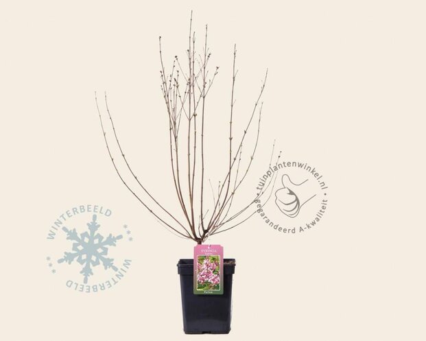 Syringa microphylla 'Superba'