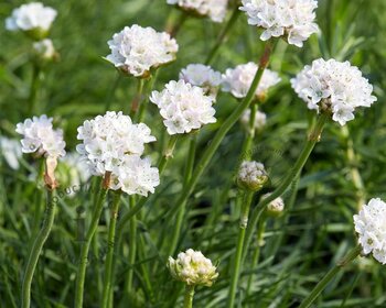 Armeria maritima 'Alba'