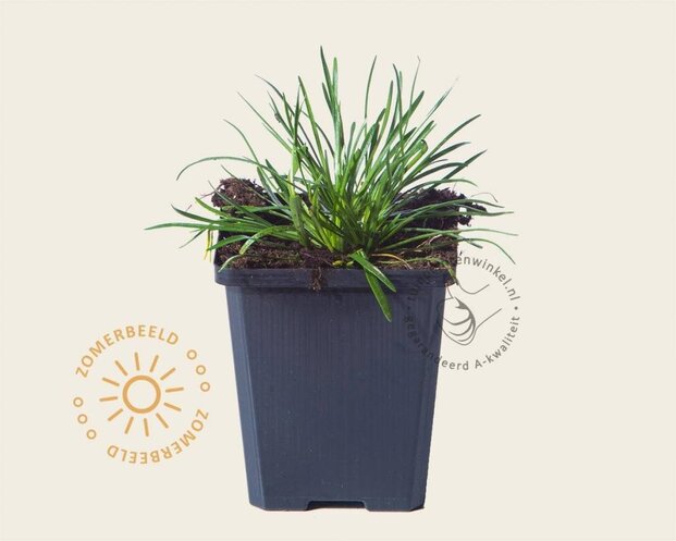 Armeria maritima 'Alba'