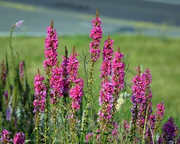 Lythrum salicaria 'Robert'