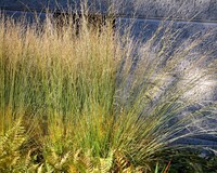 Molinia caerulea 'Heidebraut'