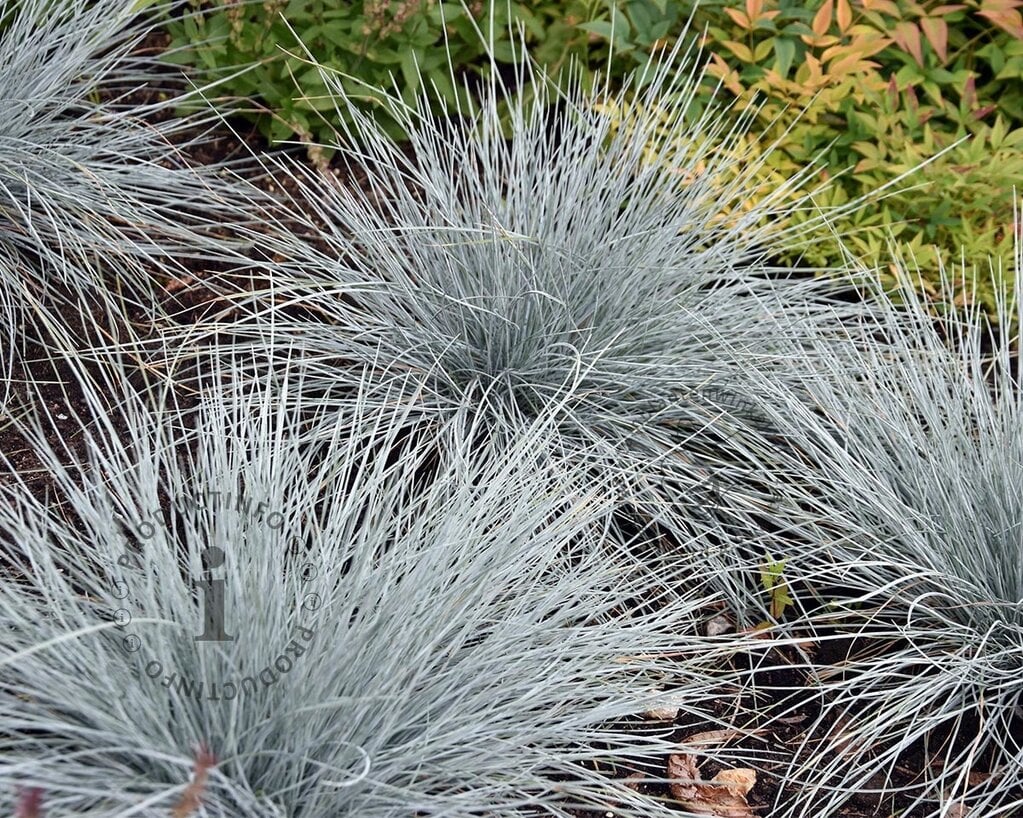 Festuca glauca 'Elijah Blue'