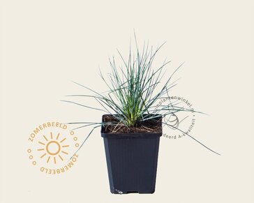 Festuca glauca 'Elijah Blue'