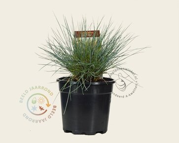 Festuca glauca 'Elijah Blue'