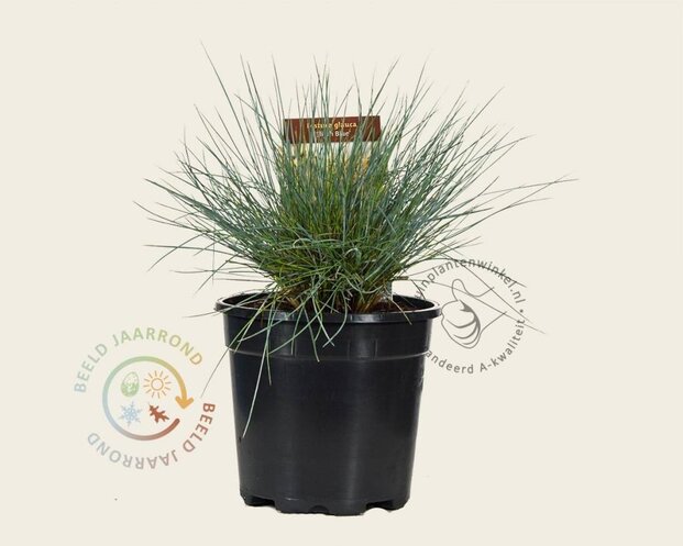 Festuca glauca 'Elijah Blue'