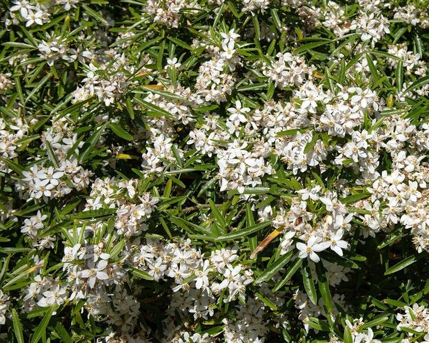 Choisya ternata 'Aztec Pearl'
