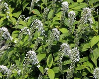 Lysimachia clethroides