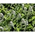 Lysimachia clethroides