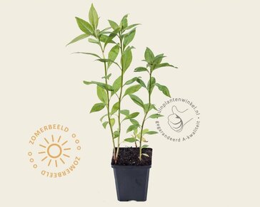 Lysimachia clethroides