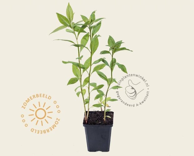 Lysimachia clethroides