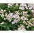 Astrantia major 'Roma'