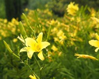 Hemerocallis citrina