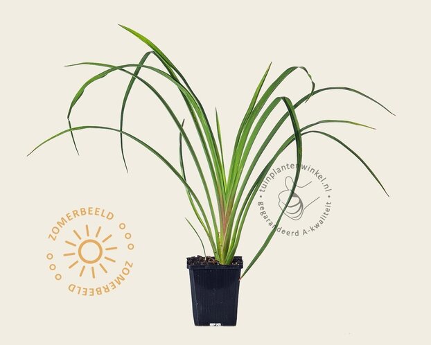Hemerocallis citrina
