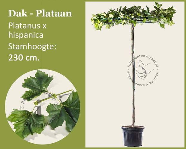 Dakplataan