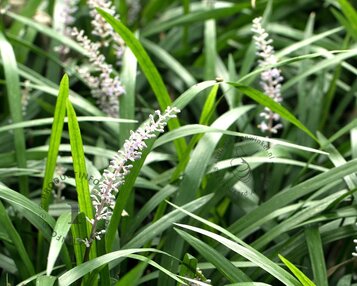 Liriope muscari 'Monroe White' image