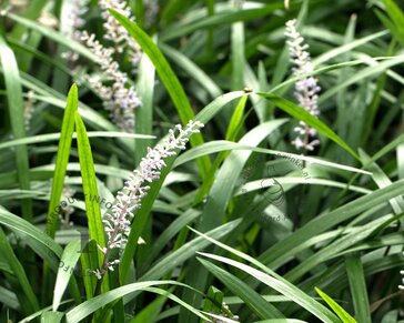 Liriope muscari 'Monroe White'