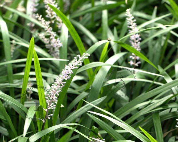 Liriope muscari 'Monroe White'