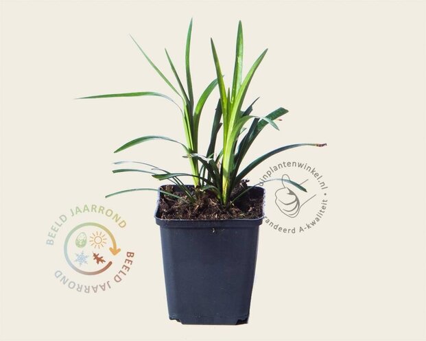 Liriope muscari 'Monroe White'