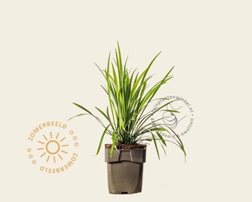 Liriope muscari 'Monroe White'