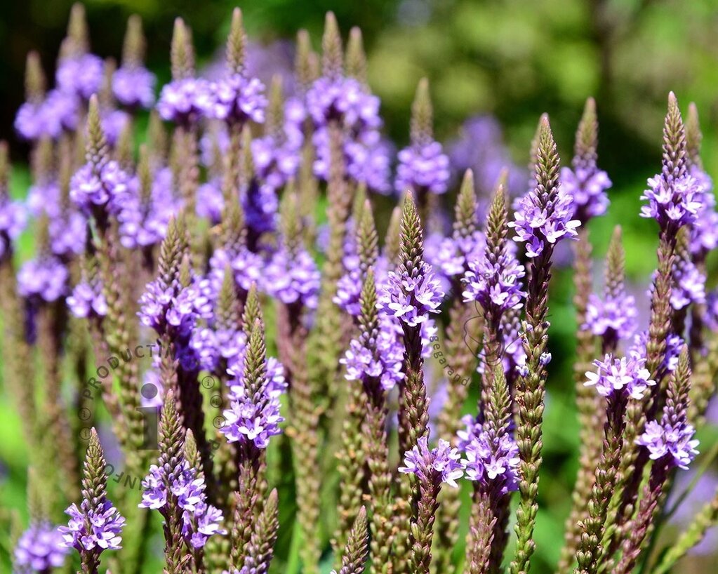 Verbena hastata