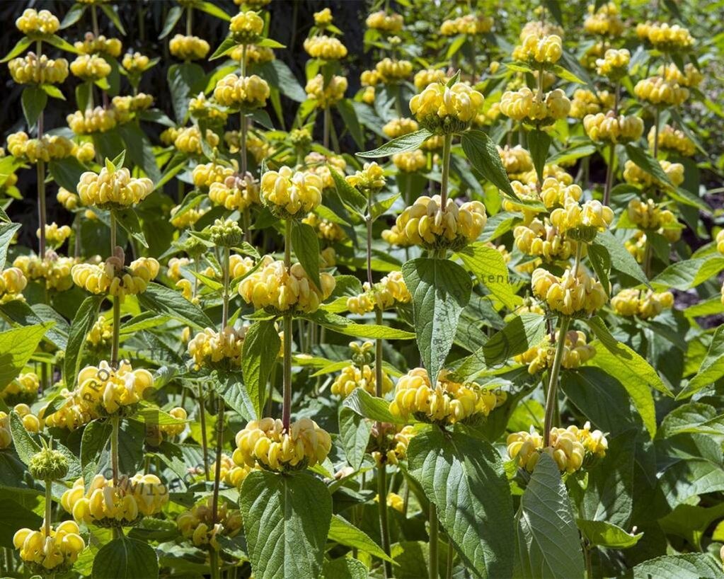 Phlomis russeliana