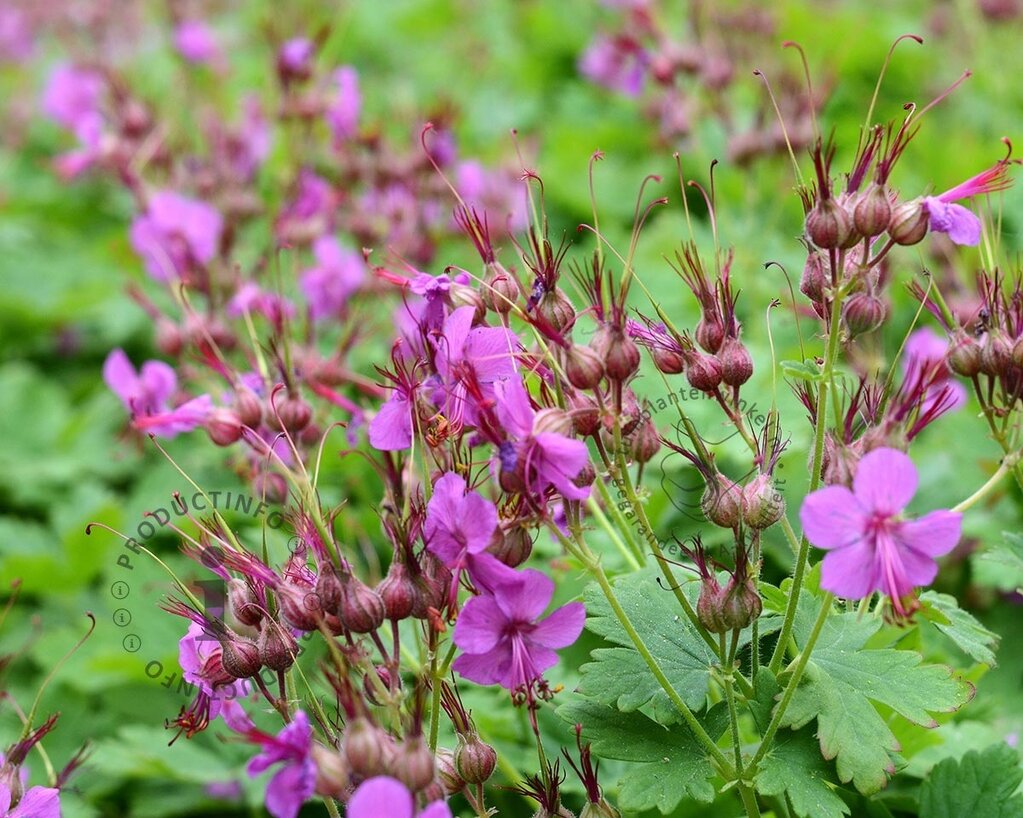 Geranium macrorrhizum 'Czakor'