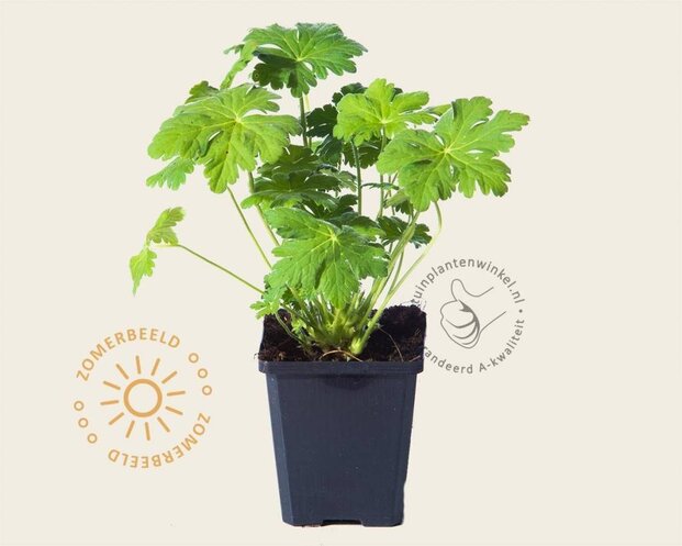 Geranium macrorrhizum 'Czakor'