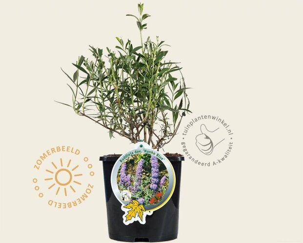 Buddleja davidii 'Nanho Blue'